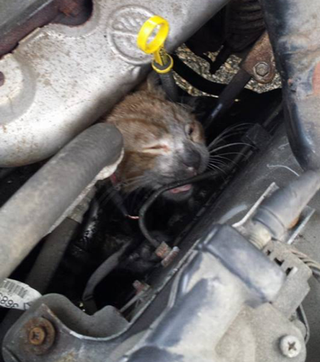 Illustration for article titled Miracle Kitten 'Mr. Biscuits' Survives Being Trapped in Engine of Car